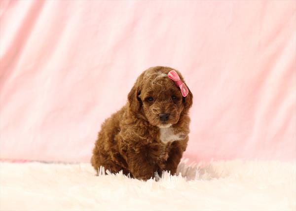 Goldendoodle Mini F1b (F) 1736 Image #2