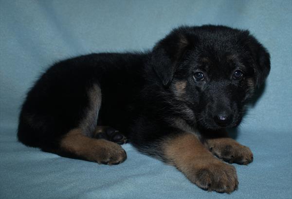 German Shepherd Dog (F) 1708 Image #2