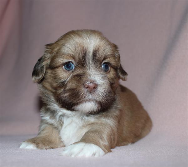 Shih Tzu (F) 5041 Image #2
