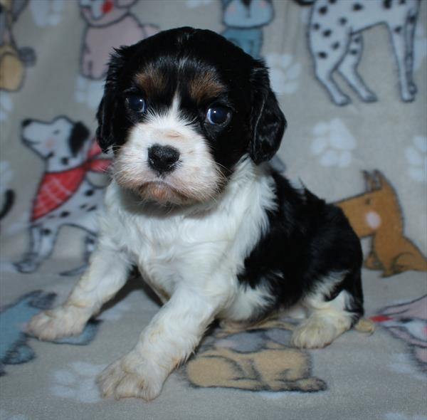 Cavalier King Charles Spaniel (M) 1718 Image #2