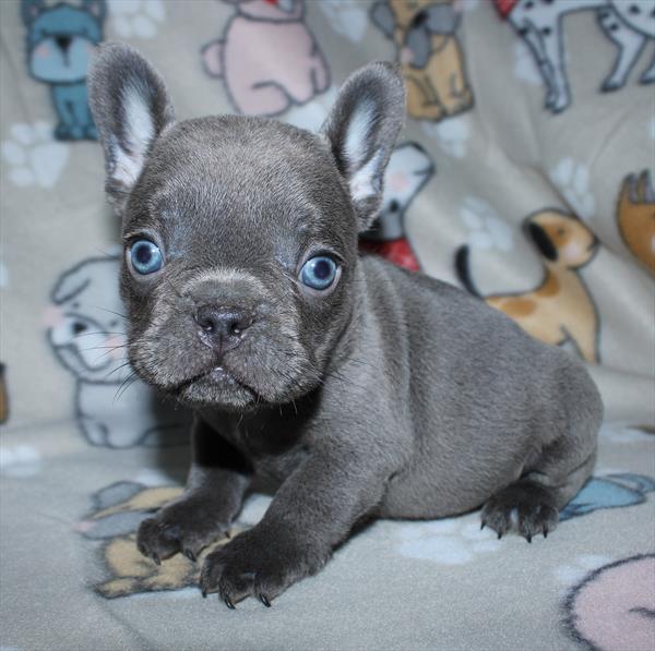 French Bulldog (M) 1734 Image #2