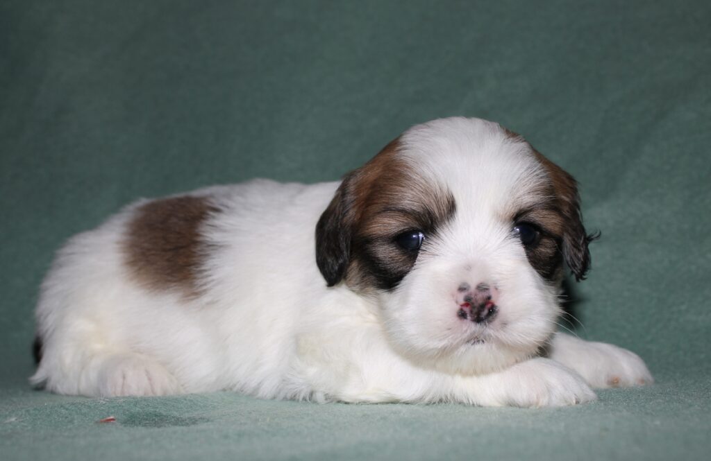 Lhasa Apso (M) 5024 Image #2