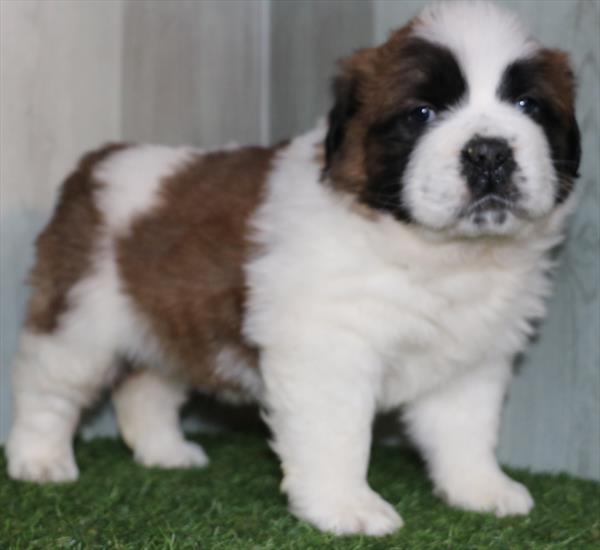 Saint Bernard (F) 5017 Image #2