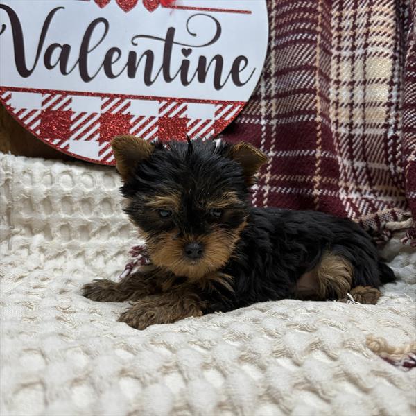 Yorkshire Terrier (M) 5052 Image #2
