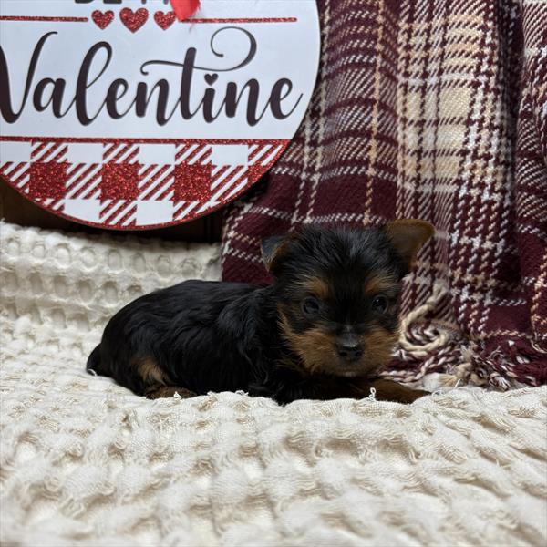 Yorkshire Terrier (M) 5076 Image #2