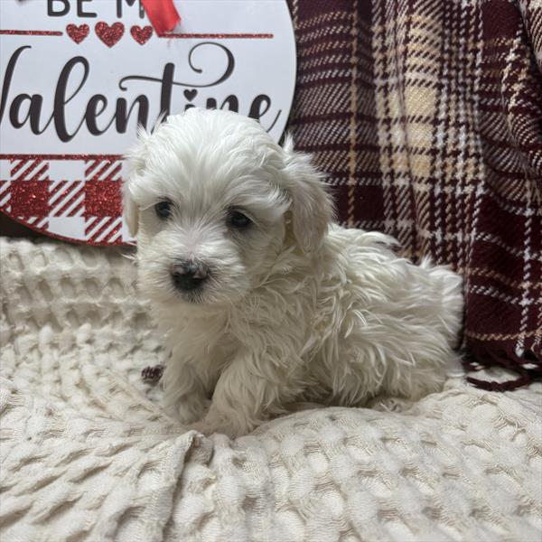 Havanese (M) 1741 Image #2