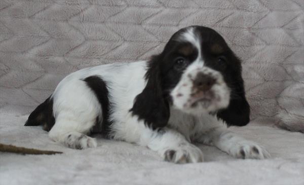 Cocker Spaniel (F) 5027 Image #2