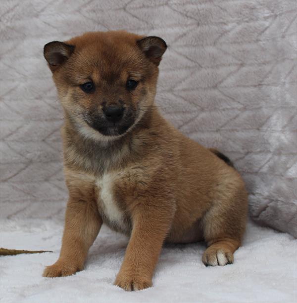 Shiba Inu (F) 5026 Image #2