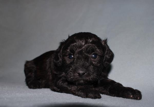 Daisy Dog (M) 1732 Image #2