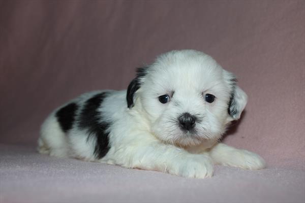 Shih Tzu (F) 5068 Image #2