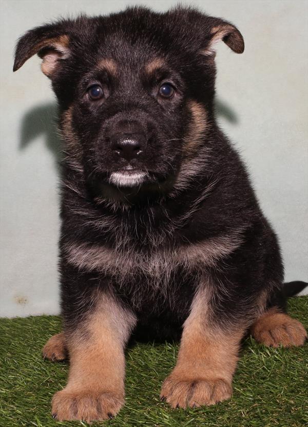 German Shepherd Dog (M) 1727 Image #2
