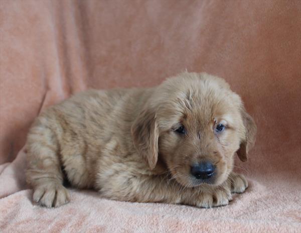 Golden Retriever (M) 1728 Image #2