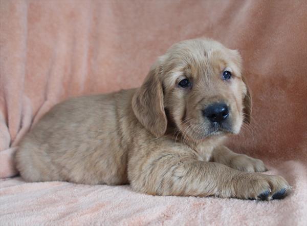 Golden Retriever (M) 5038 Image #2