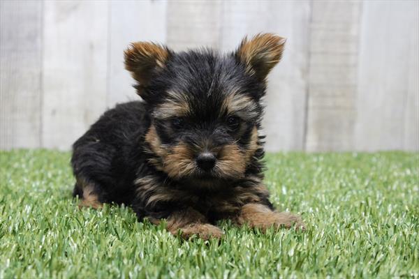 Yorkshire Terrier (M) 1744 Image #2