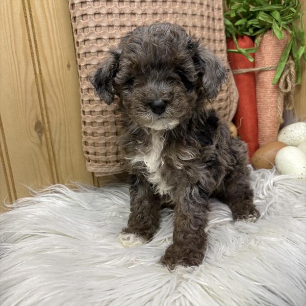 Poodle Mini (M) 1725 Image #2