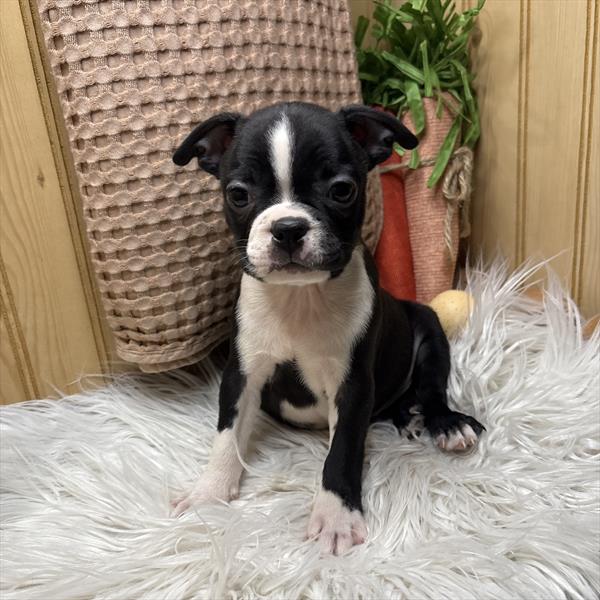 Boston Terrier (F) 5047 Image #2