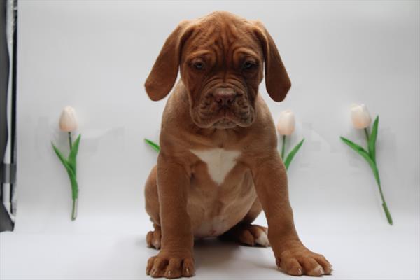 Dogue de Bordeaux (F) 5030 Image #2
