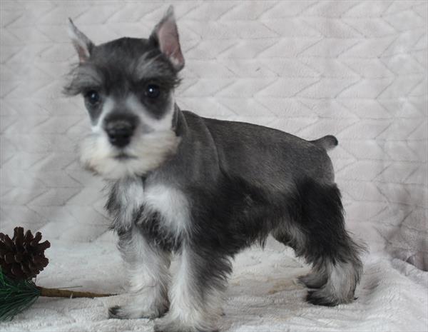 Miniature Schnauzer (M) 1733 Image #2