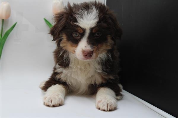 Miniature Australian Shepherd (F) 1724 Image #2