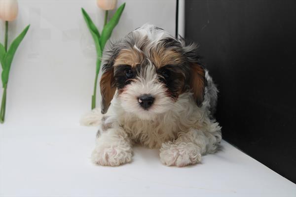 Cavapoo (M) 1720 Image #2