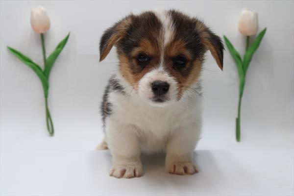 Pembroke Welsh Corgi (M) 5034 Image #2