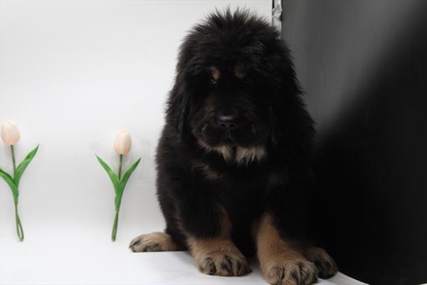 Tibetan Mastiff (M) 5018 Image #2