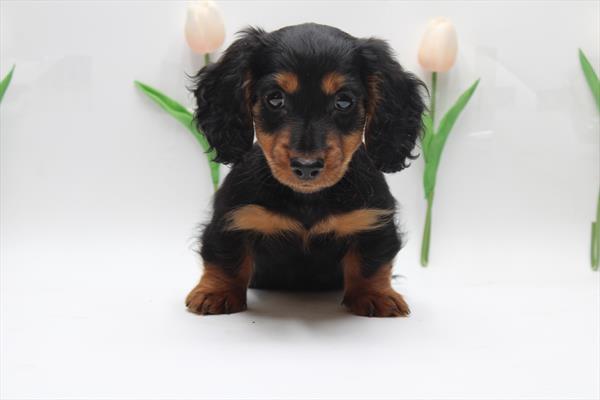 Dachshund (M) 1740 Image #2