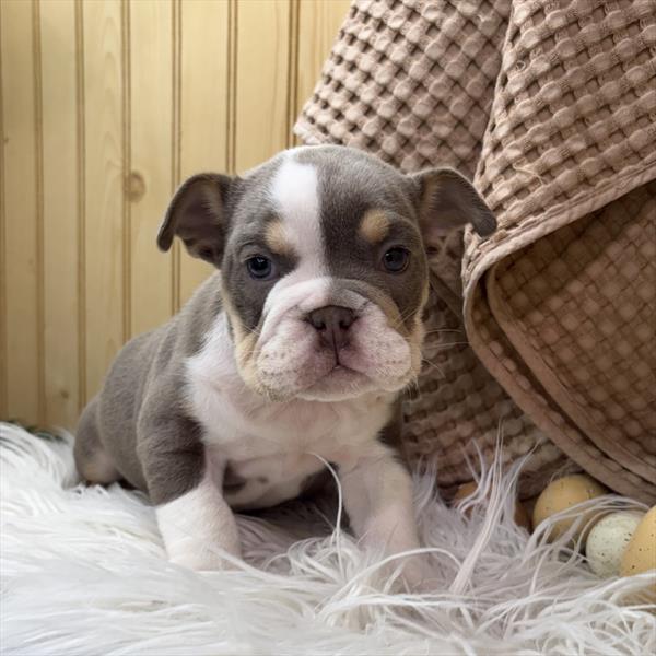 Bulldog (F) 1750 Image #2