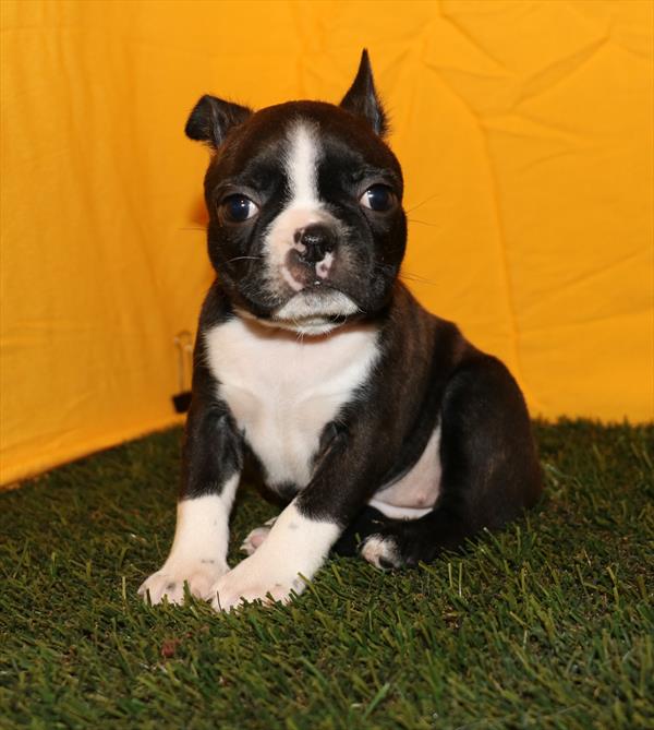 Boston Terrier (F) 1754 Image #2