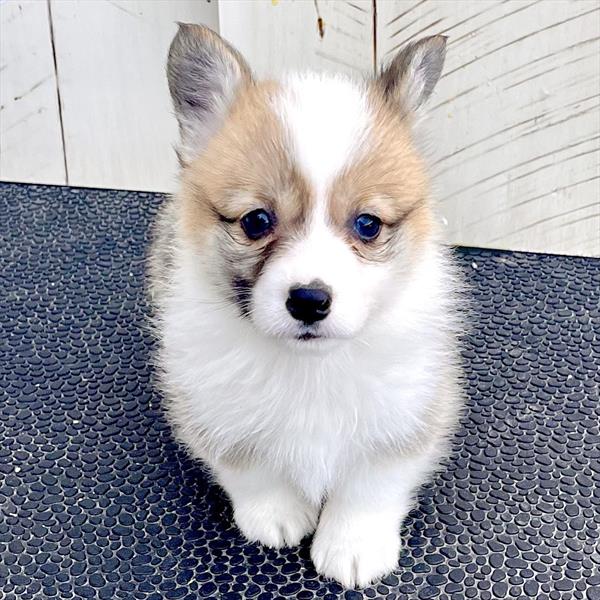 Pembroke Welsh Corgi (F) 1760 Image #2
