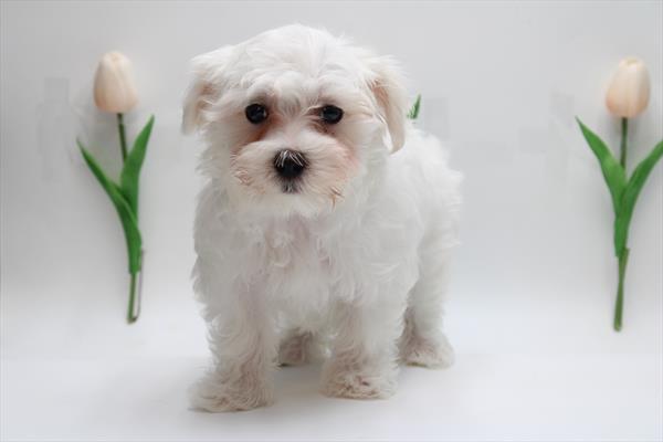 Maltese (M) 5073 Image #2
