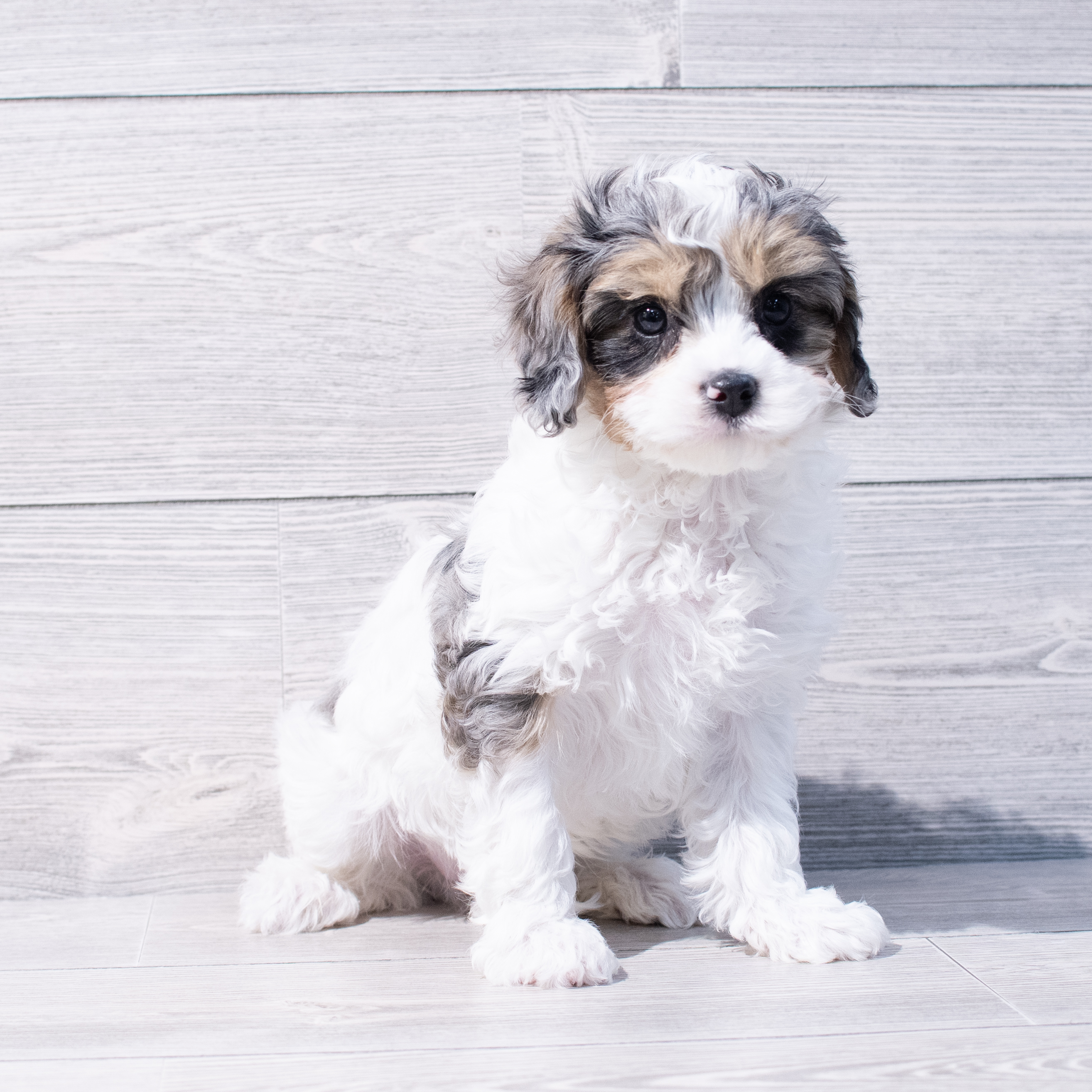 Cavapoo (M) 1720 Image #1