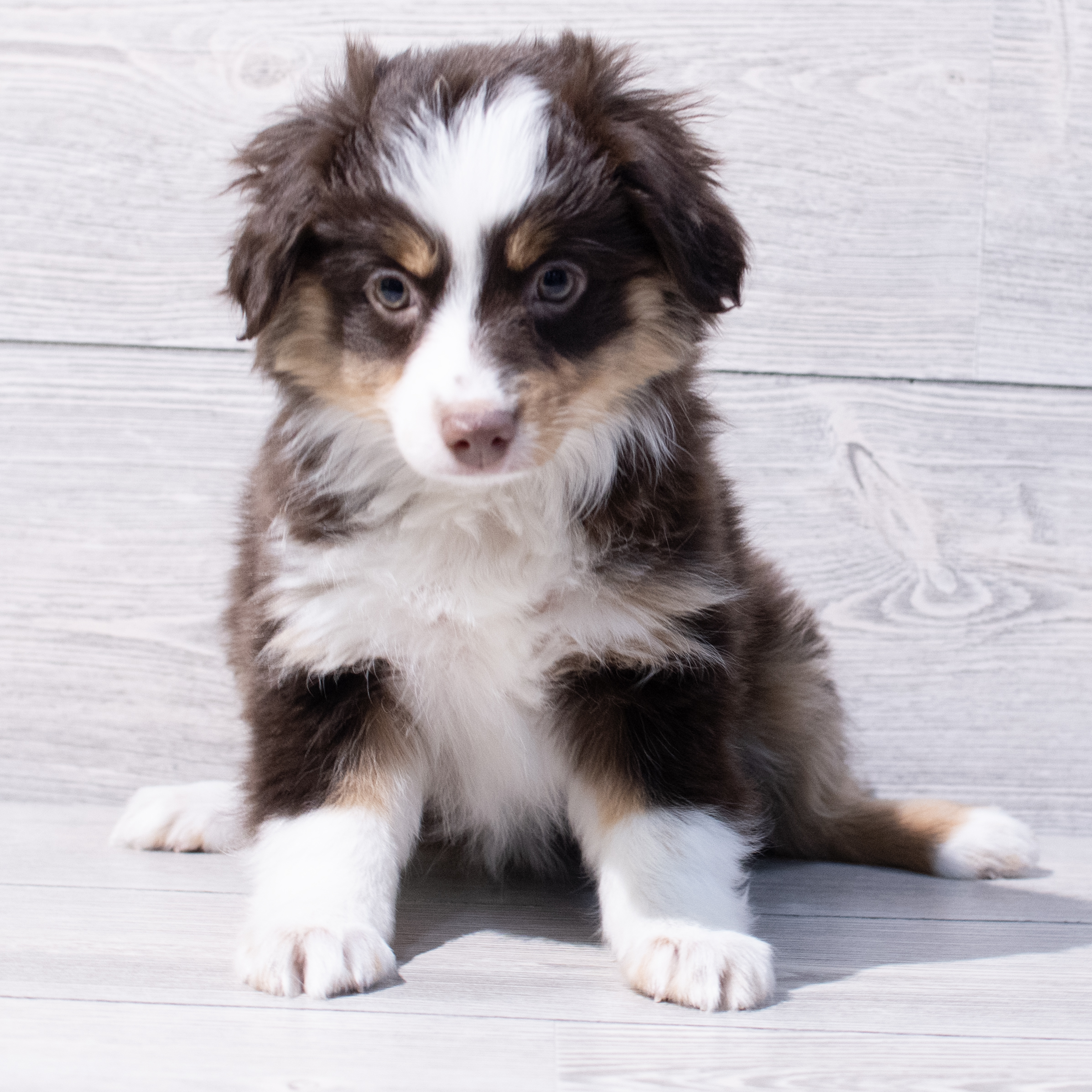 Miniature Australian Shepherd (F) 1724 Image #1
