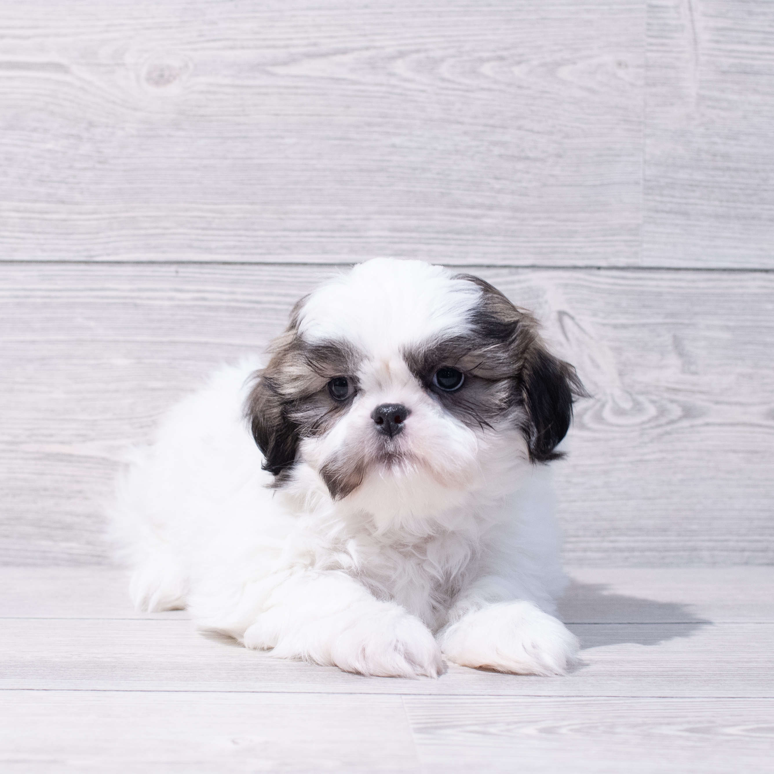 Shih Tzu (M) 1710 Image #1
