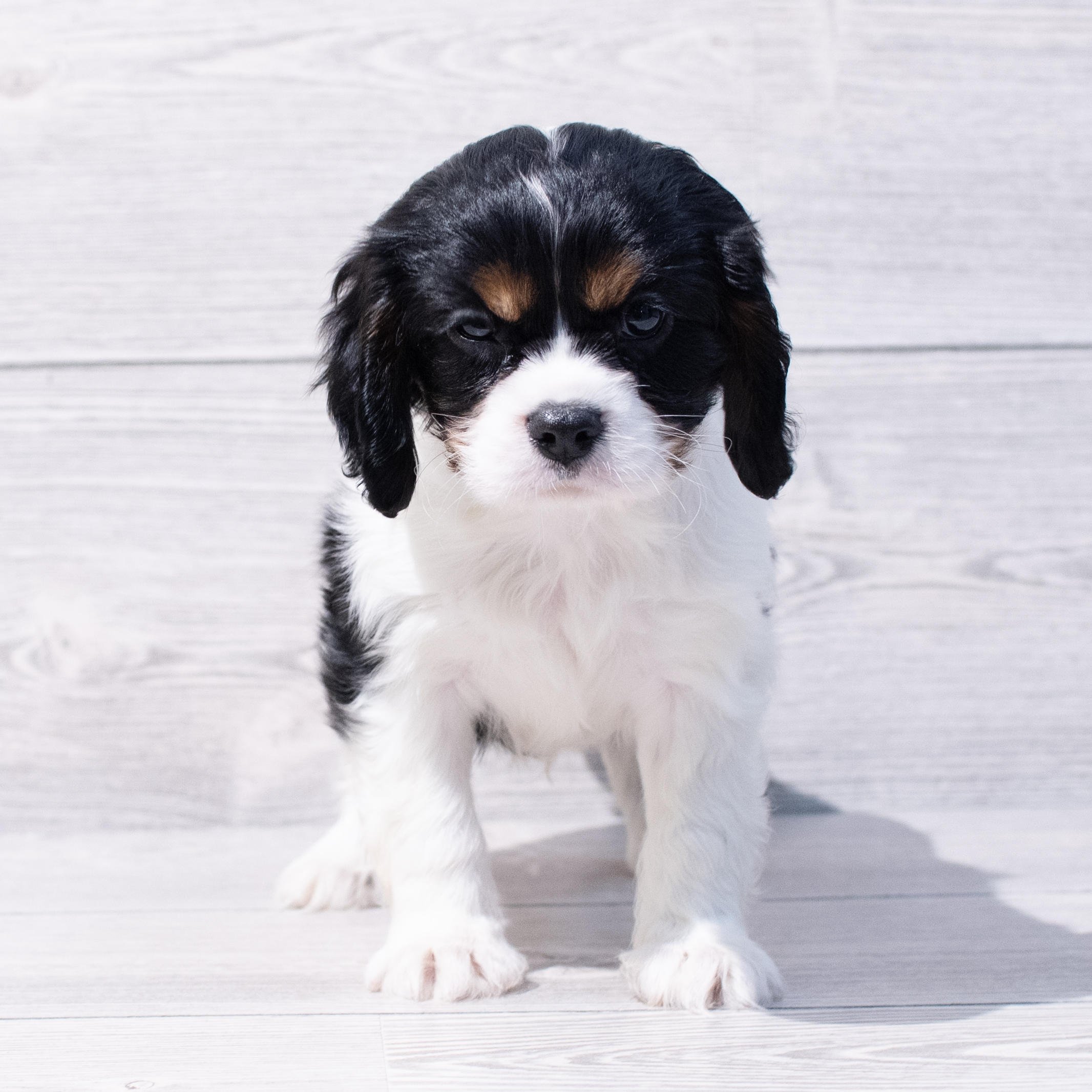 Cavalier King Charles Spaniel (M) 1718 Image #1