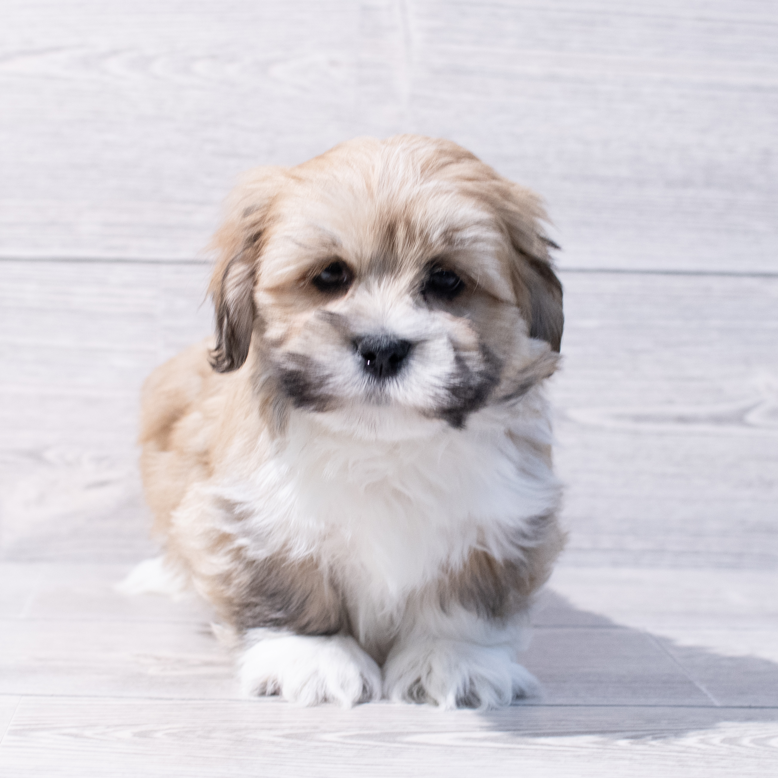 Lhasa Apso (M) 1713 Image #1