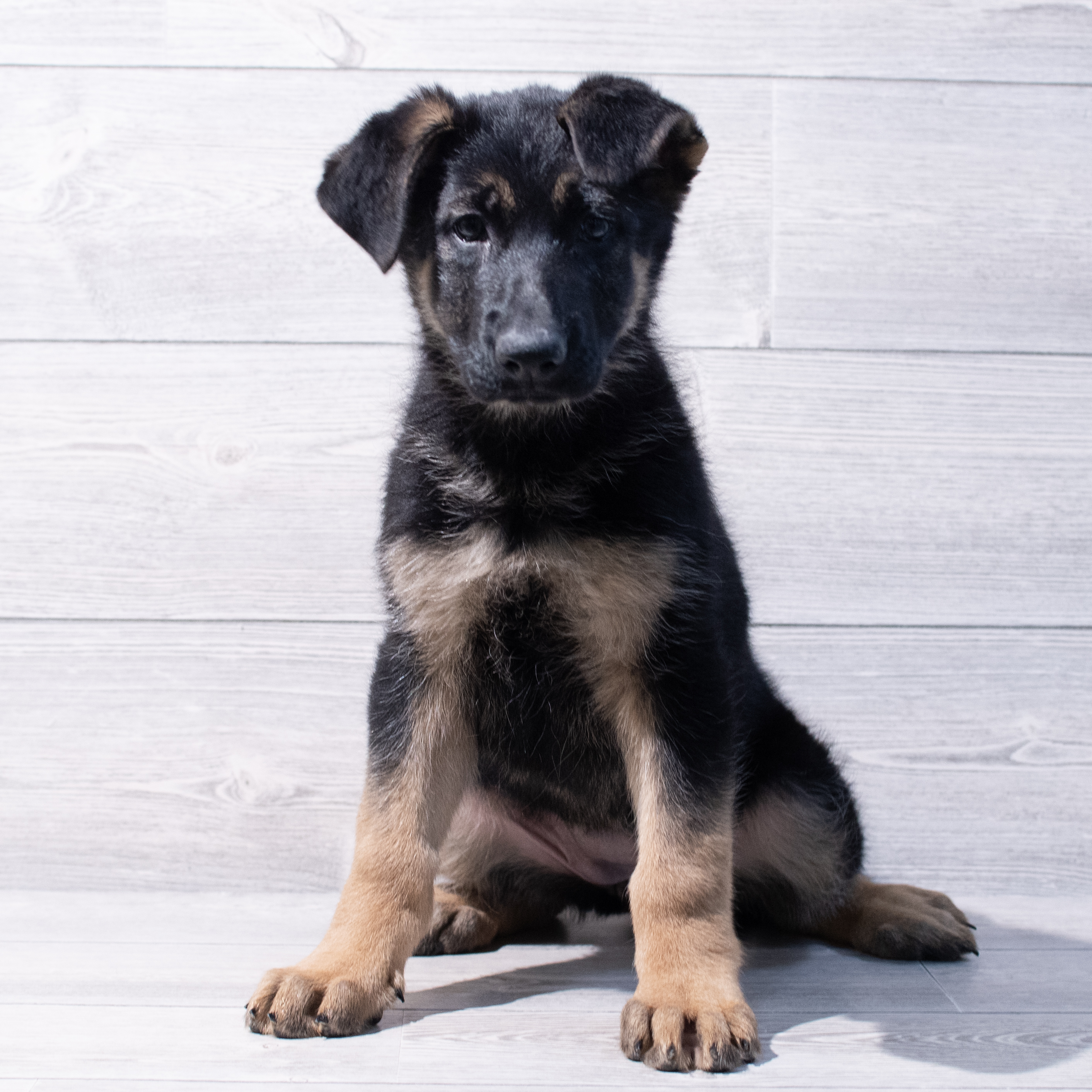 German Shepherd Dog (F) 1708 Image #1