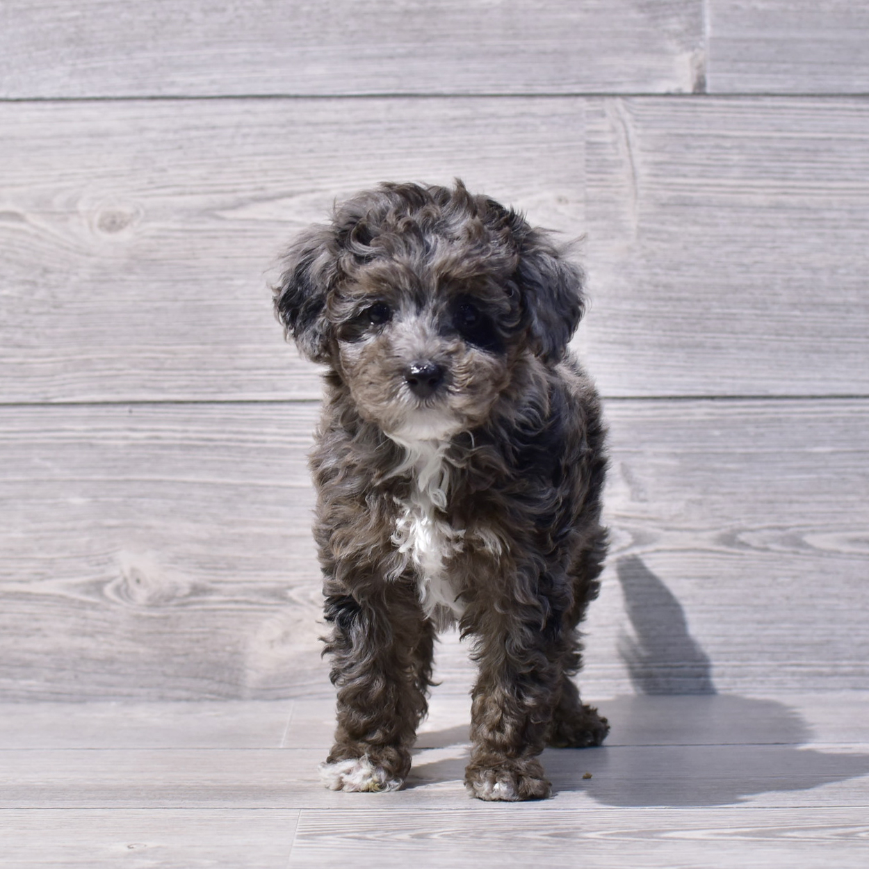 Poodle Mini (M) 1725 Image #1