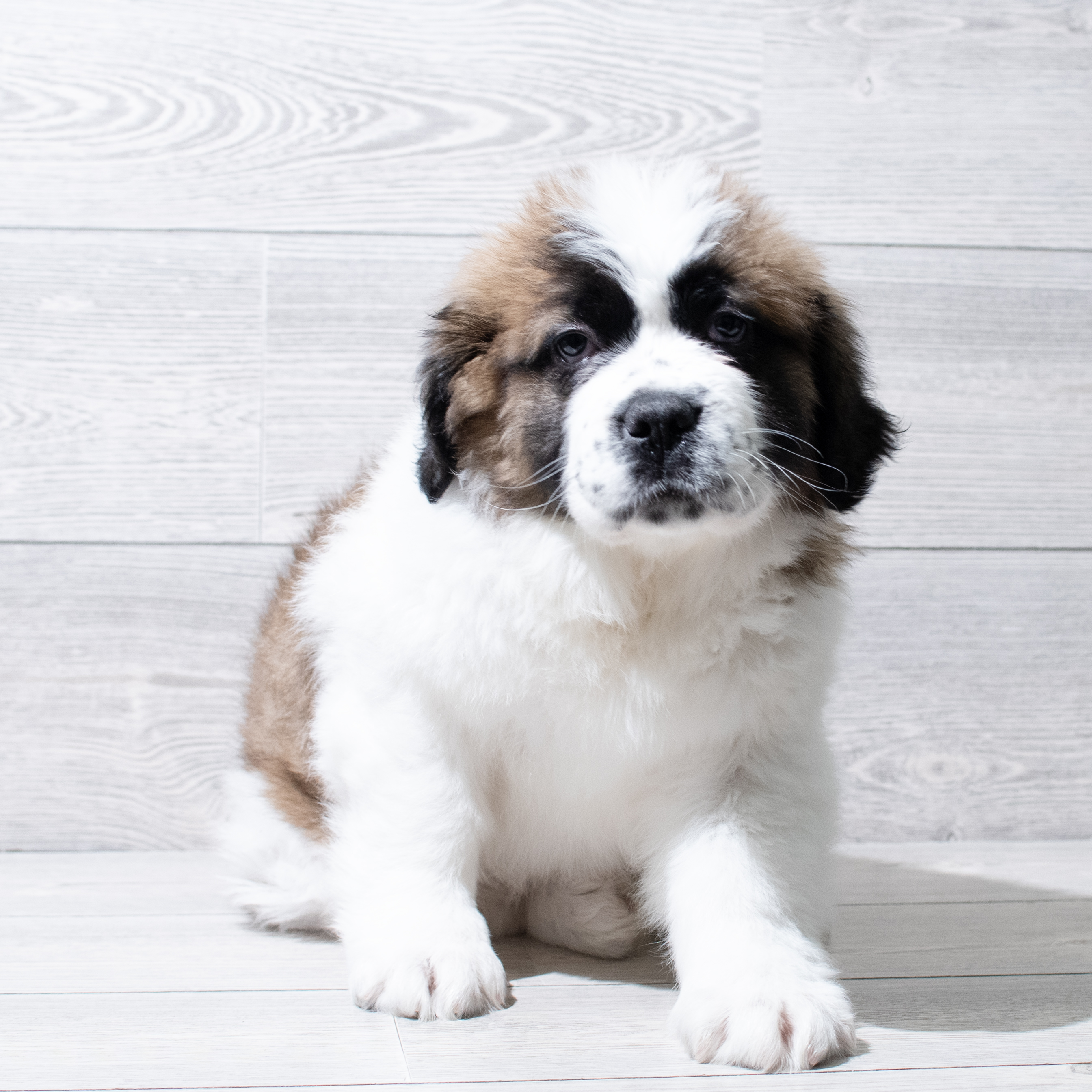 Saint Bernard (F) 5017 Image #1