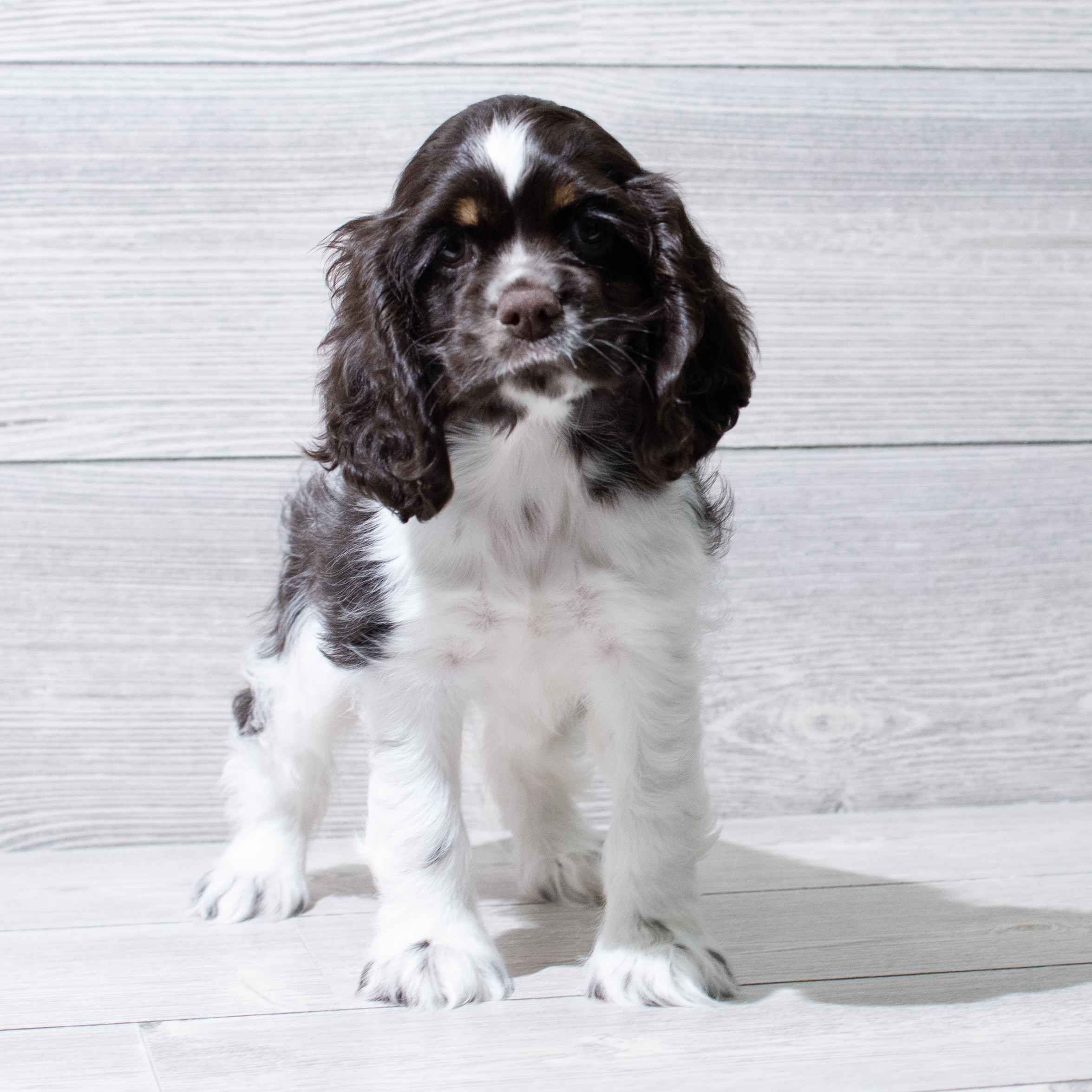 Cocker Spaniel (F) 5027 Image #1