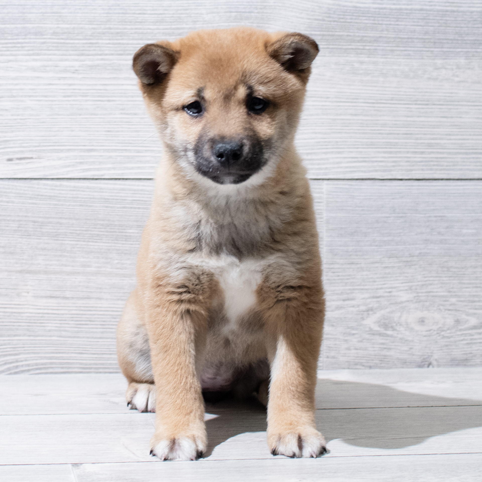 Shiba Inu (F) 5026 Image #1