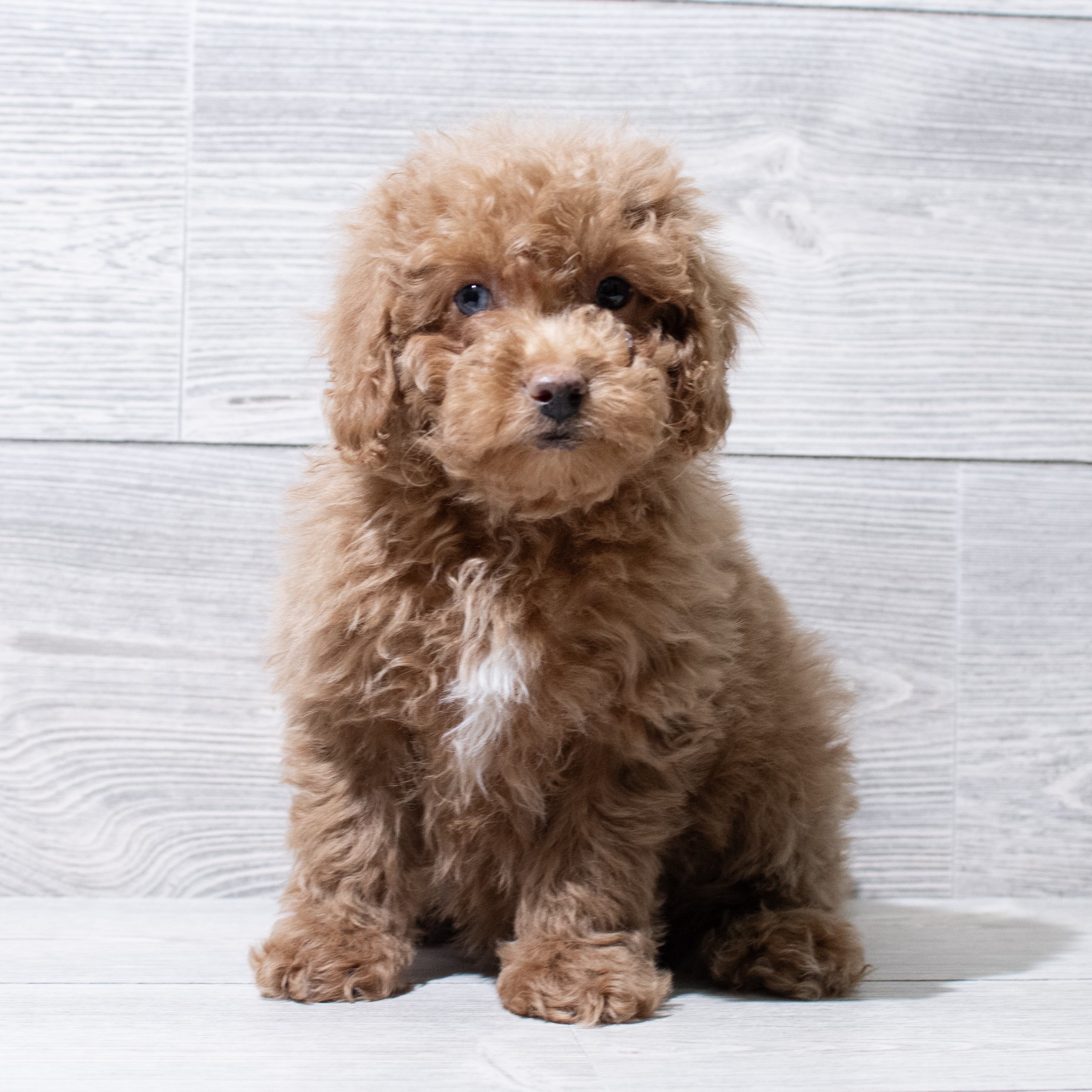 Poodle (F) 5025 Image #1