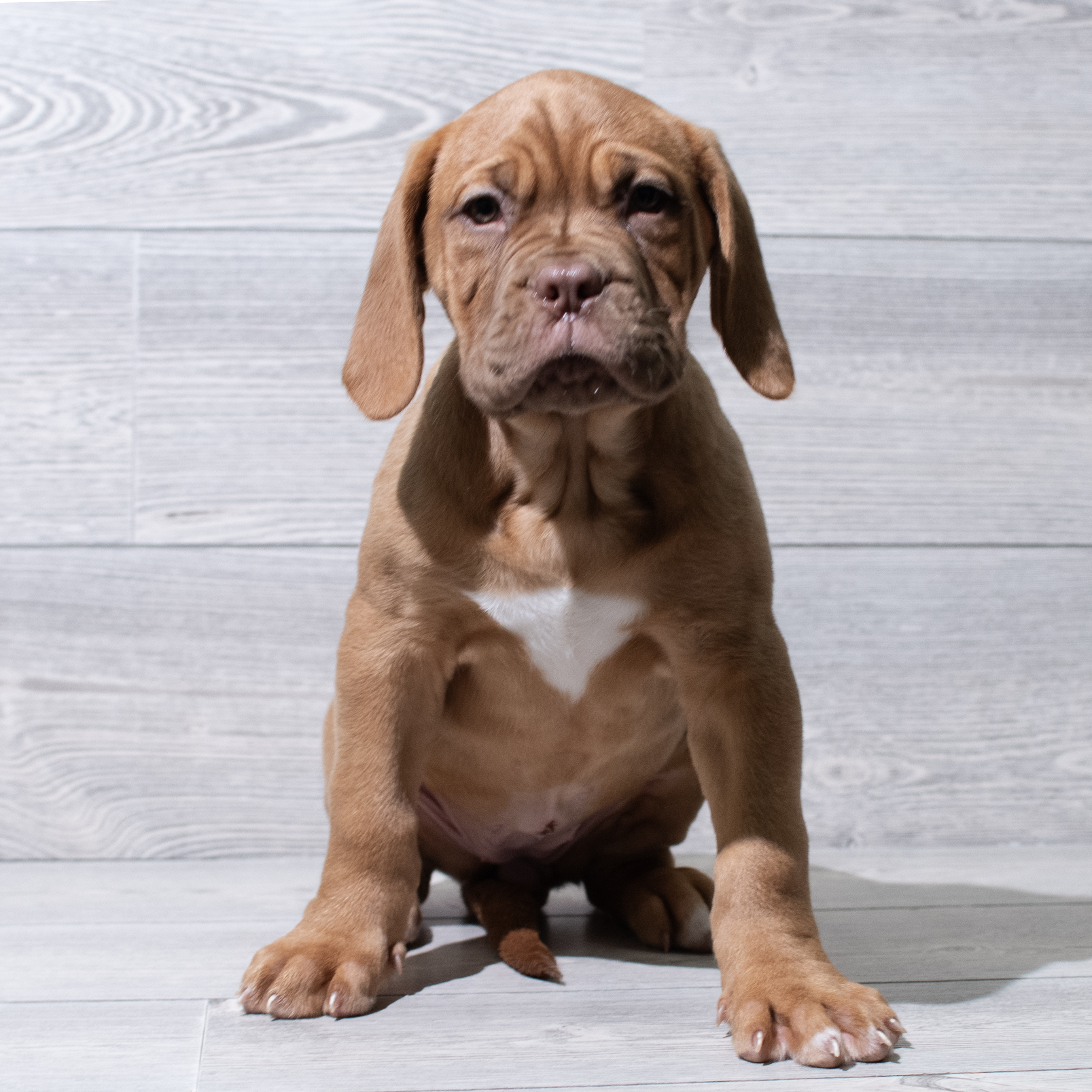 Dogue de Bordeaux (F) 5030 Image #1