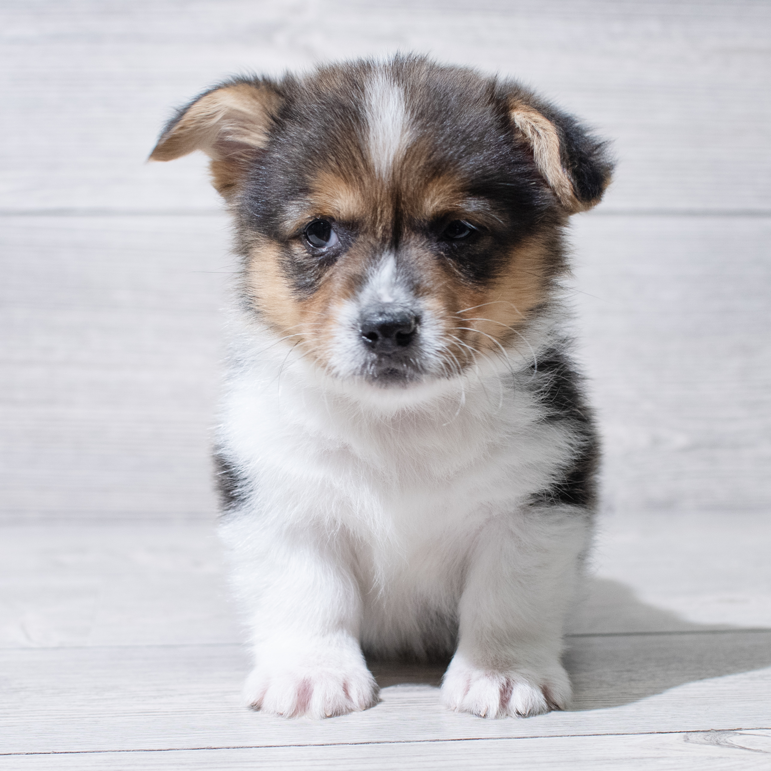 Pembroke Welsh Corgi (M) 5034 Image #1