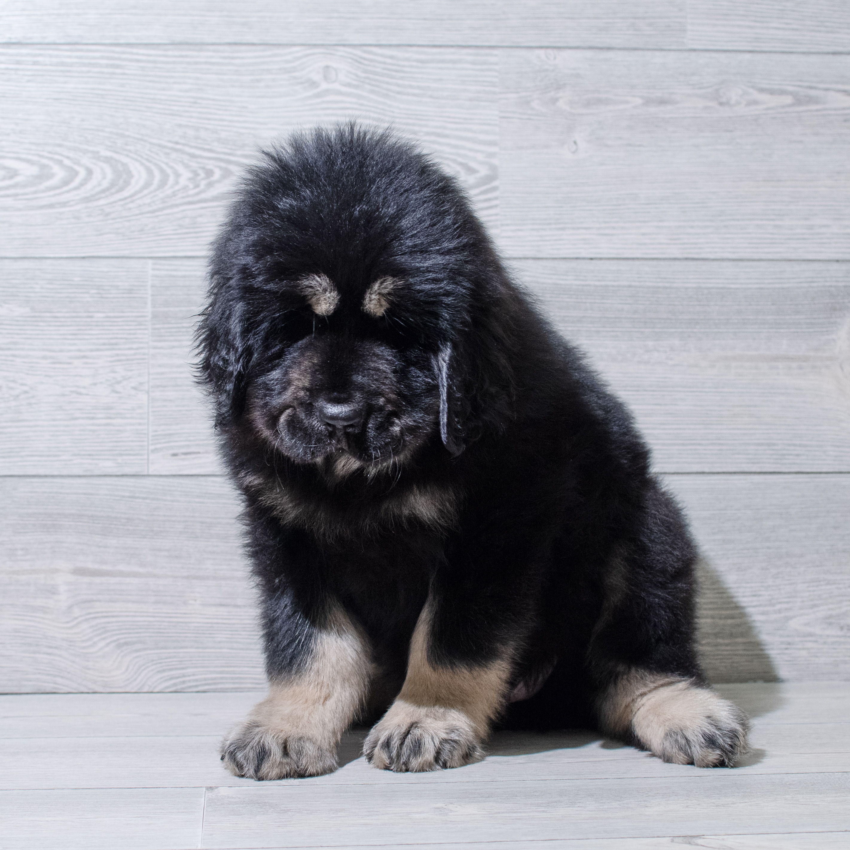 Tibetan Mastiff (M) 5018 Image #1
