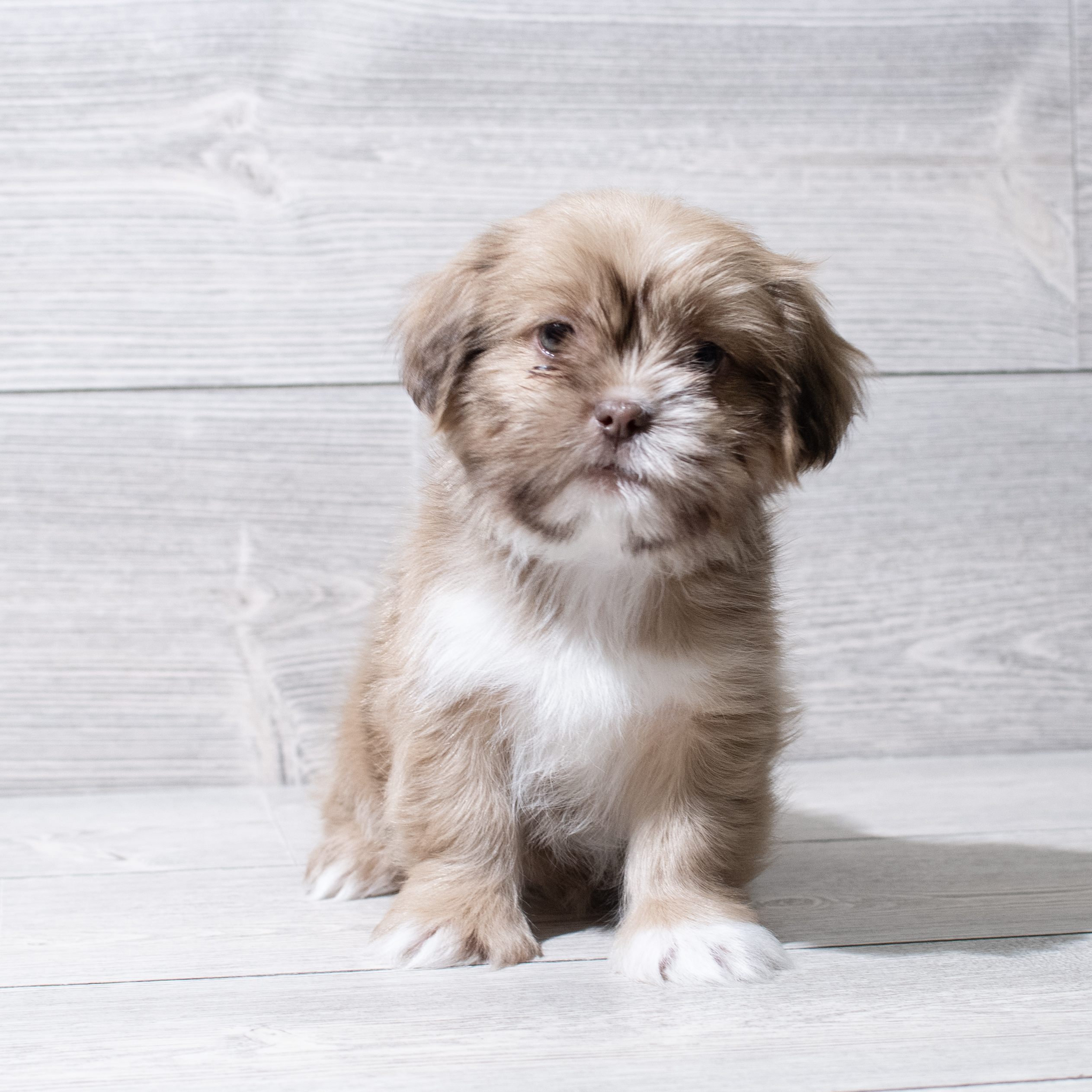 Shih Tzu (F) 5041 Image #1