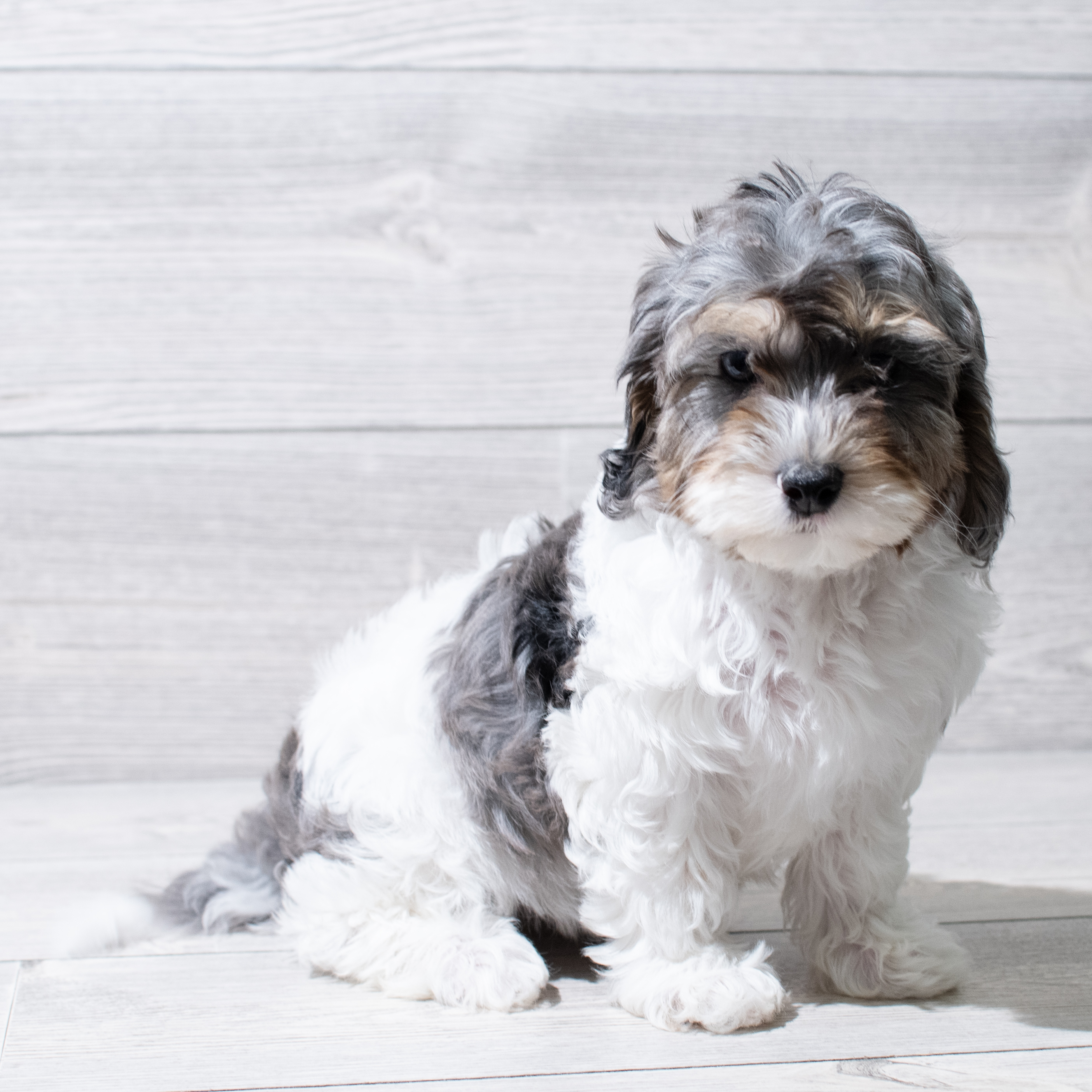 Cavapoo (F) 5044 Image #1