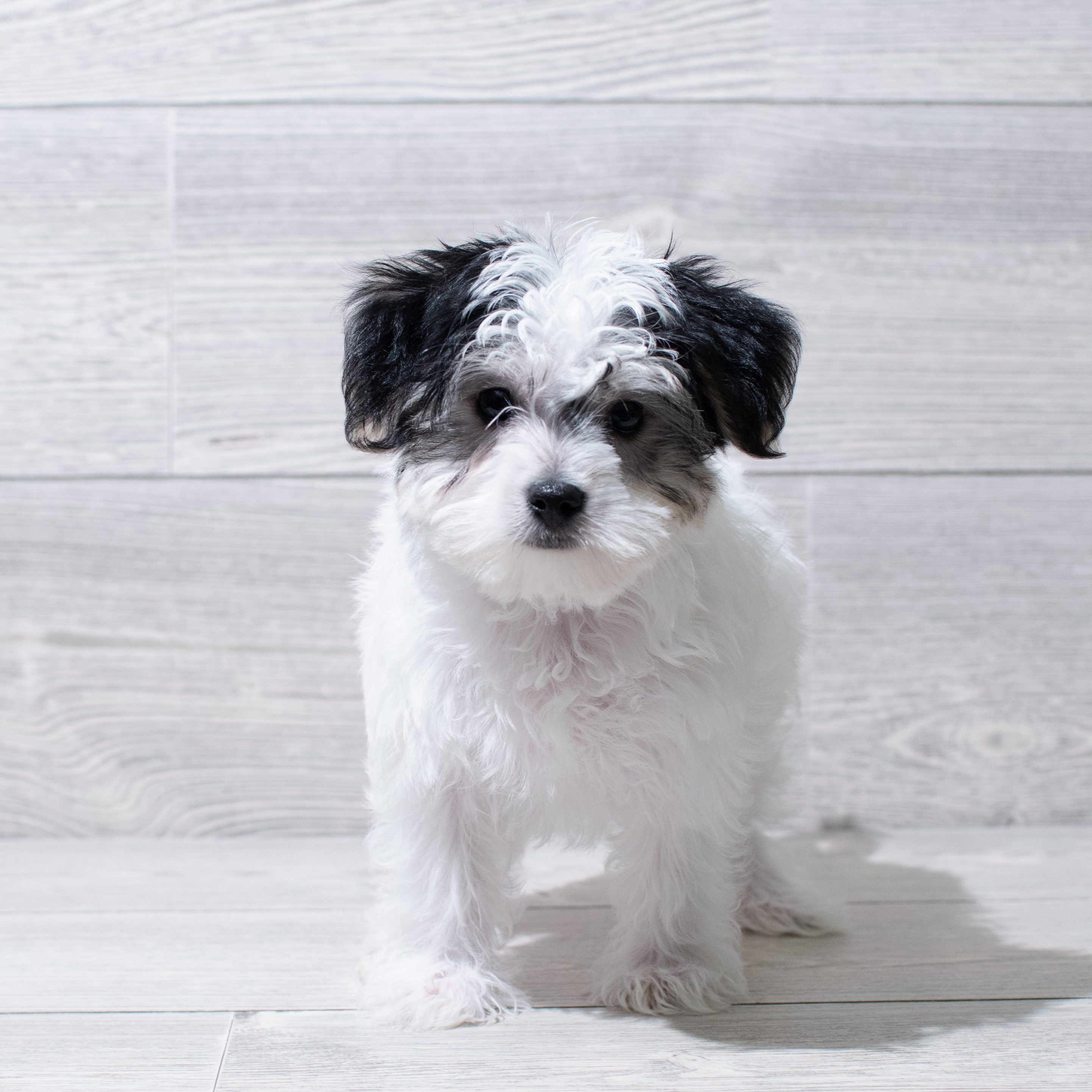 Morkie (M) 5040 Image #1