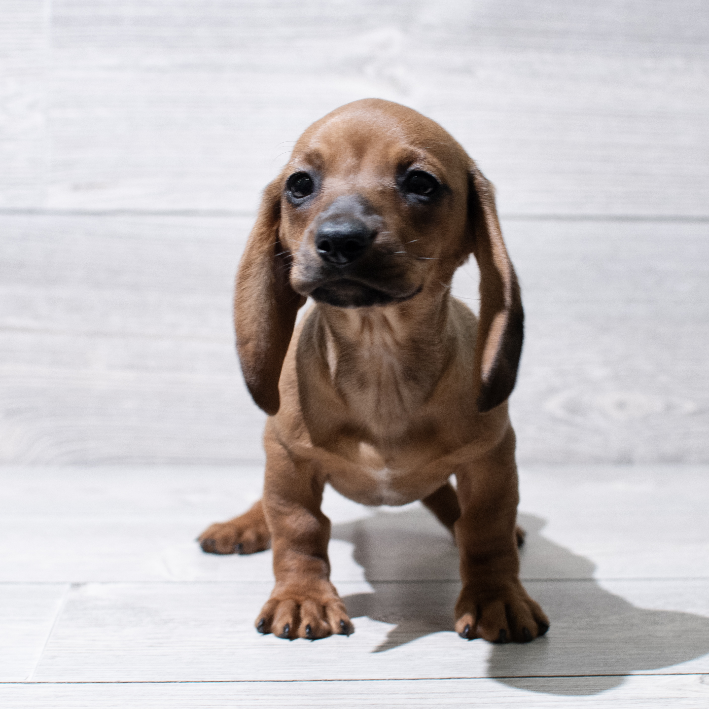 Dachshund (F) 5046 Image #1