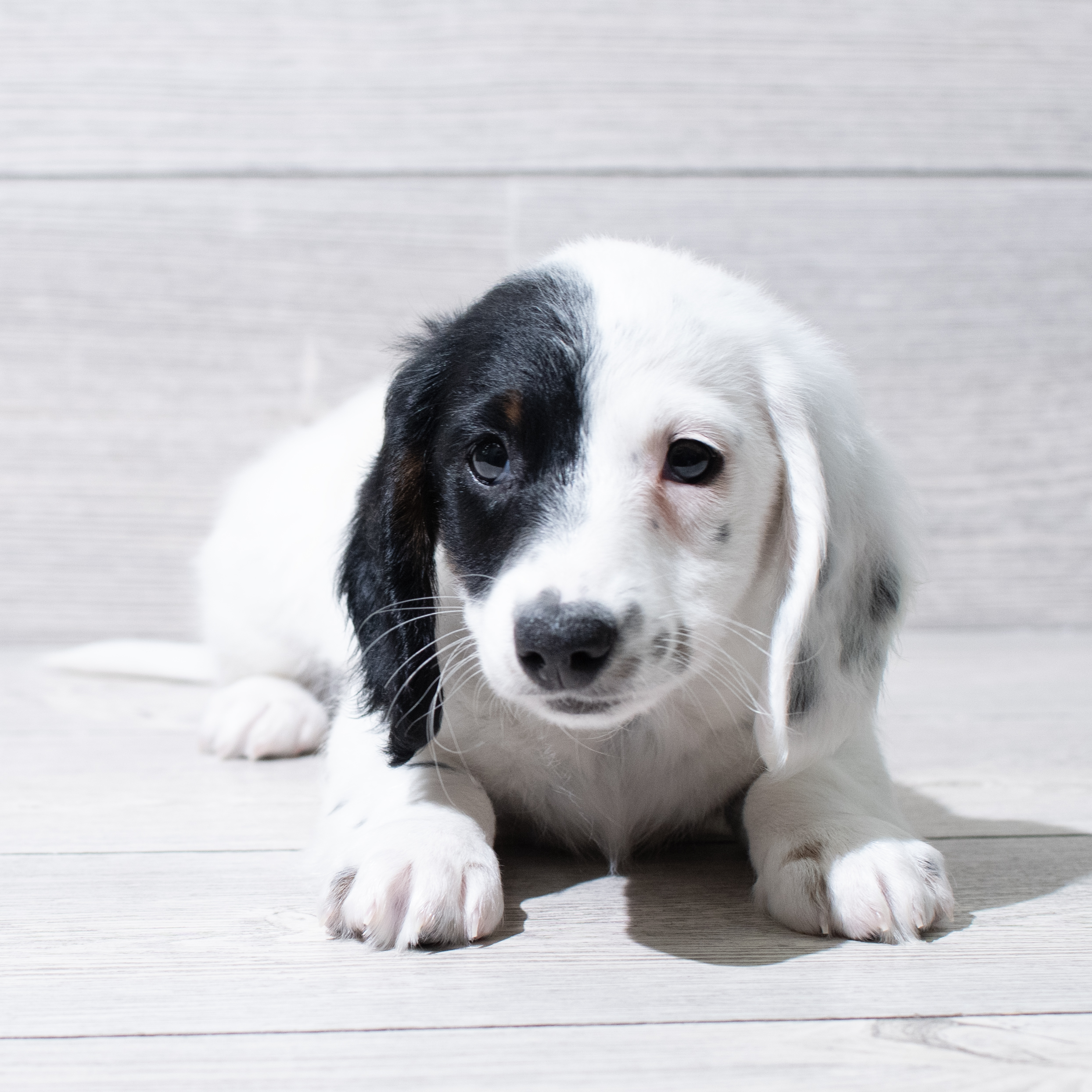 Dachshund (M) 5045 Image #1